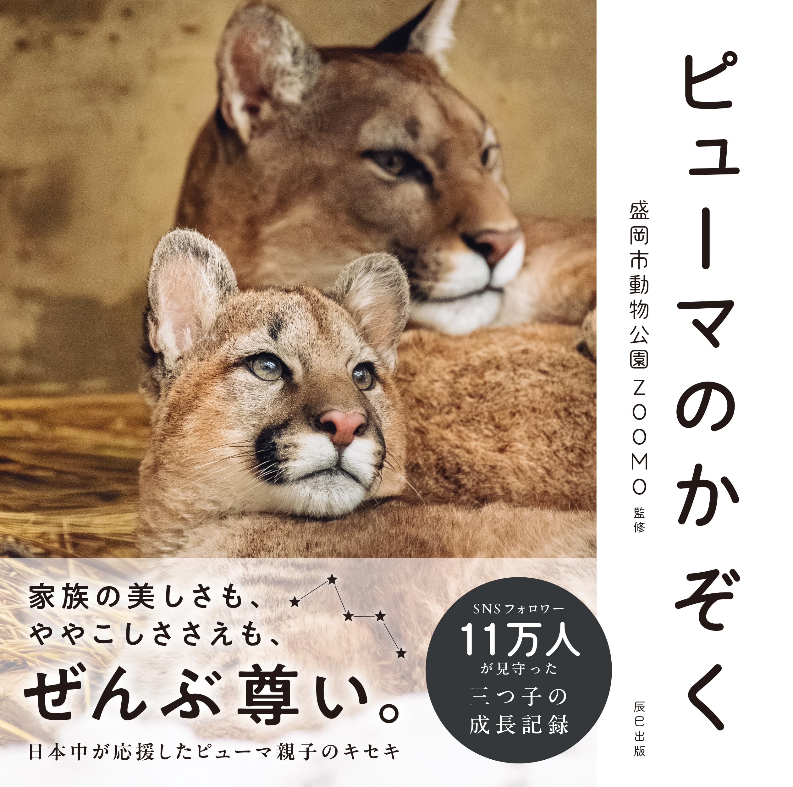 ピューマのかぞく | 盛岡市動物公園ZOOMO |本 | 通販 | Amazon